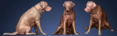 3D model DOG A (STL)
